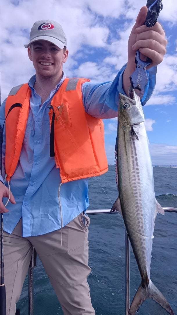 サゴシ(サワラ)