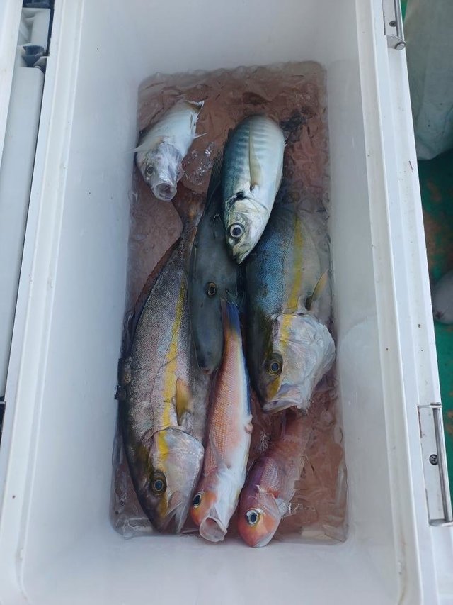 カンパチ・アマダイ(アカアマダイ)・サバ(ゴマサバ)