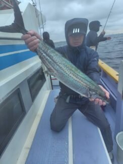 サゴシ(サワラ)