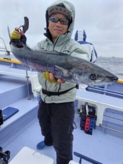 サゴシ(サワラ)