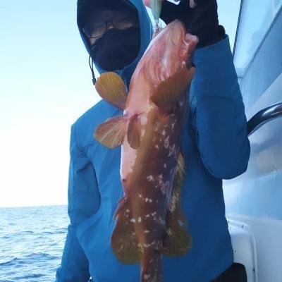 アコウ(キジハタ)