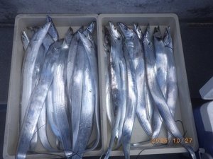 タチウオ