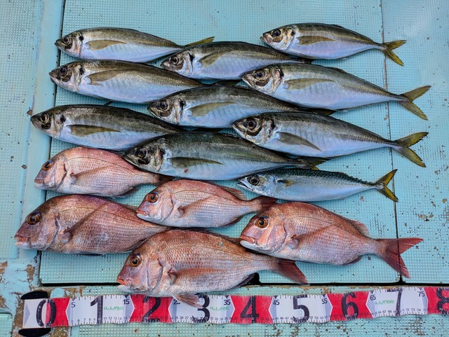 タイ(マダイ)・アジ(マアジ)・マサバ