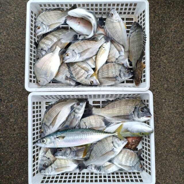 チヌ(クロダイ)