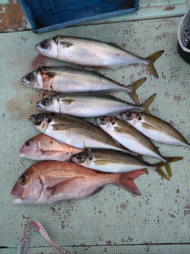 タイ(マダイ)・アジ(マアジ)・サバ(マサバ)