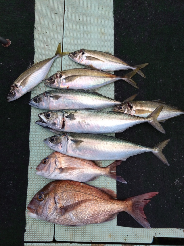 タイ(マダイ)・アジ(マアジ)・サバ(マサバ)