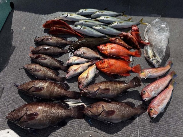 マダイ・マハタ・ワカシ(ブリ)・アマダイ(アカアマダイ)・カサゴ・キンメダイ