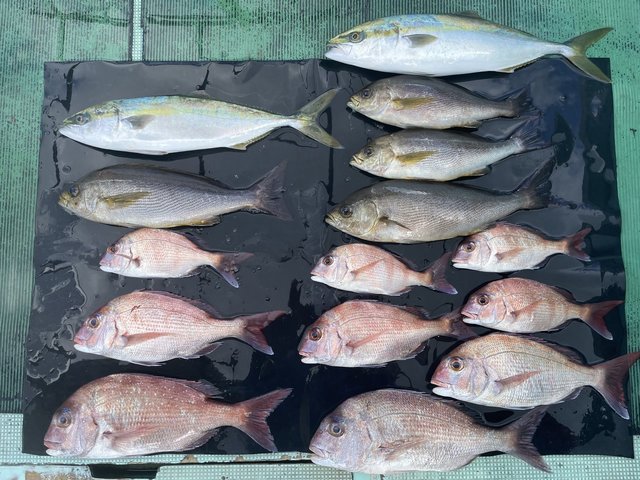 マダイ・ハマチ(ブリ)・イサキ