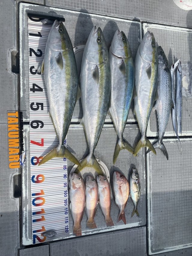 マダイ・アジ(マアジ)・ブリ・シロアマダイ・サワラ・タチウオ