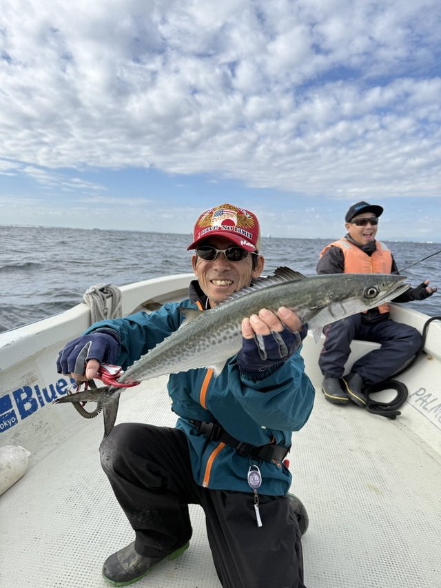 サゴシ(サワラ)