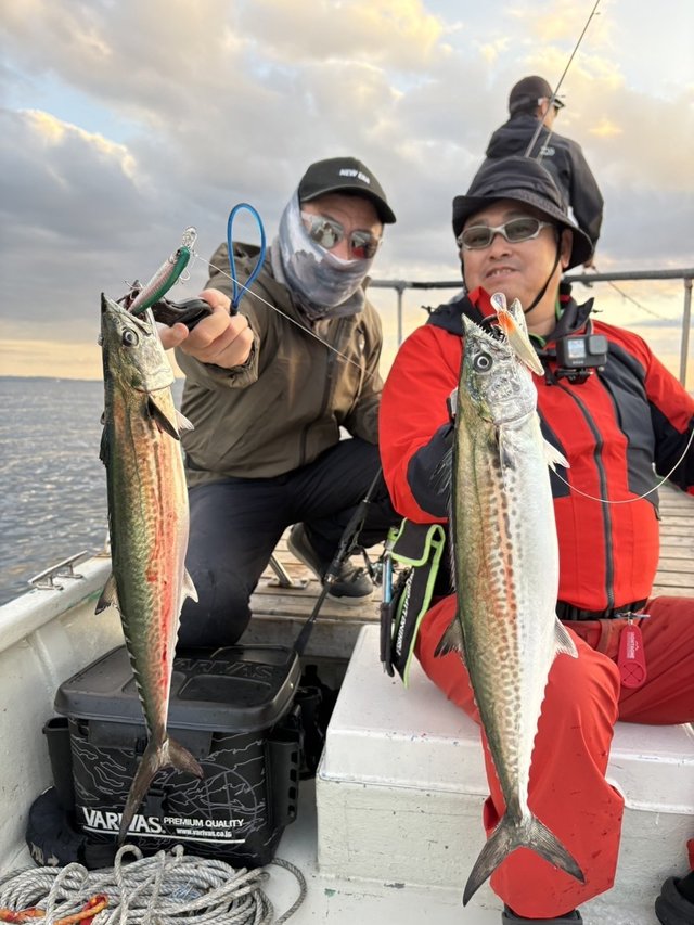 サゴシ(サワラ)