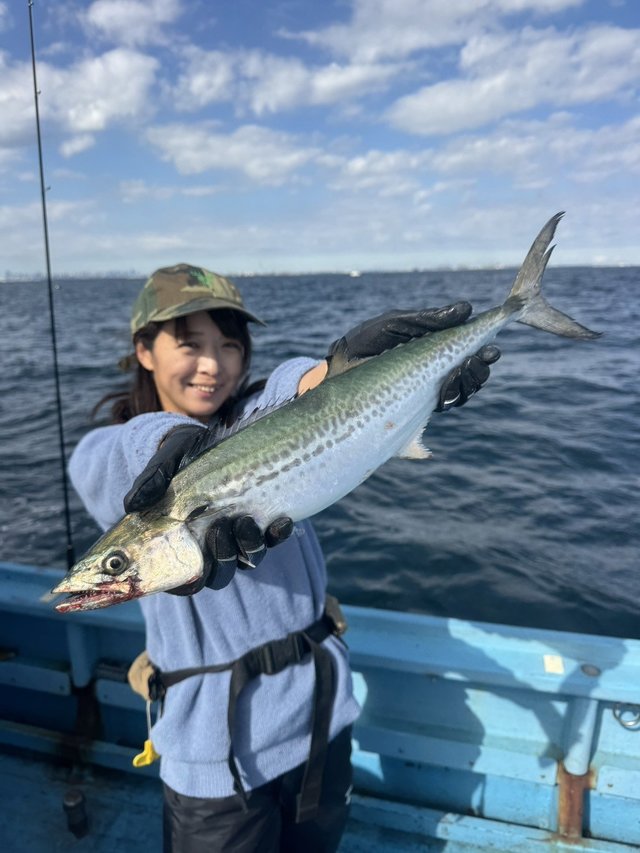 サゴシ(サワラ)