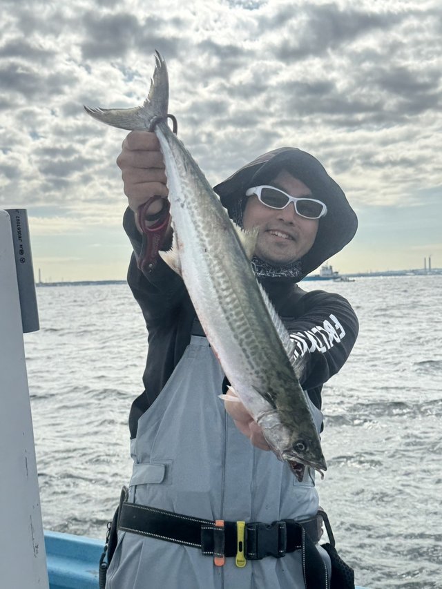 サゴシ(サワラ)