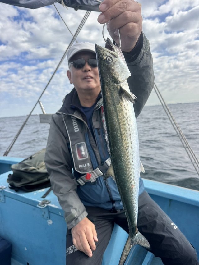 サゴシ(サワラ)