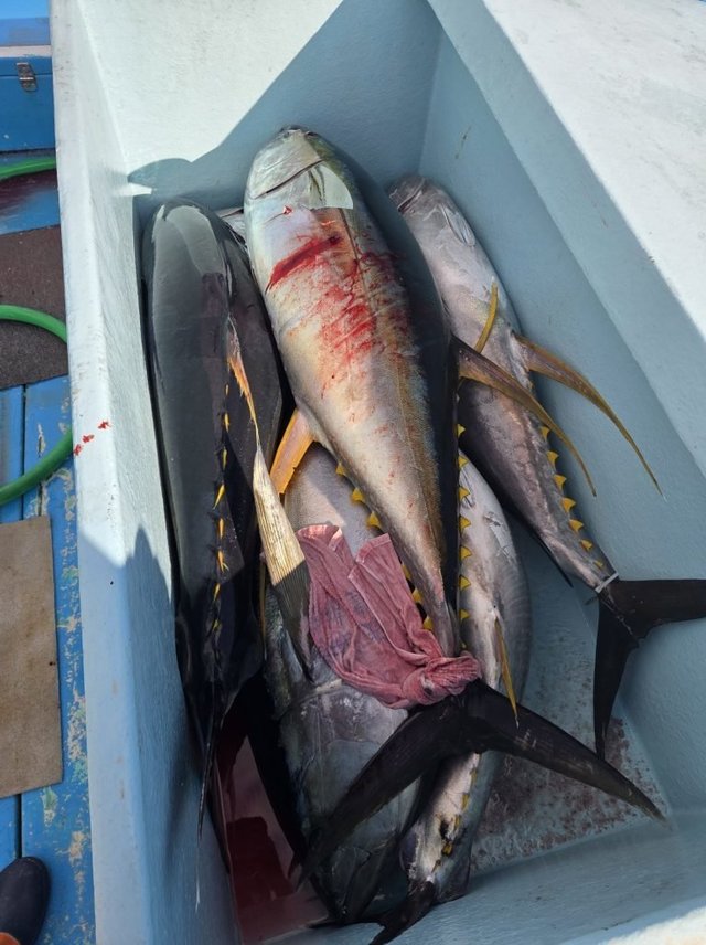 キハダマグロ(キハダ)