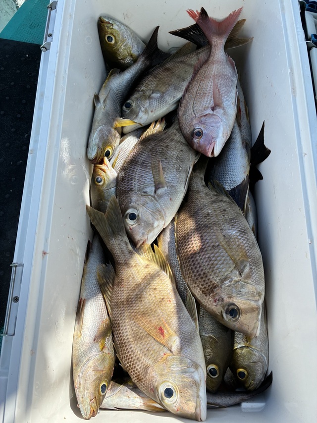 マダイ・メイチダイ