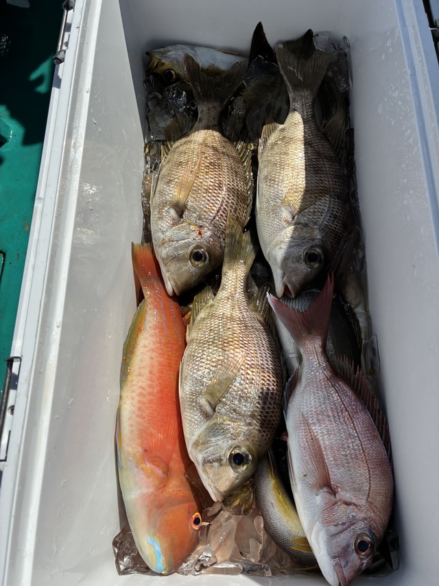 マダイ・メイチダイ