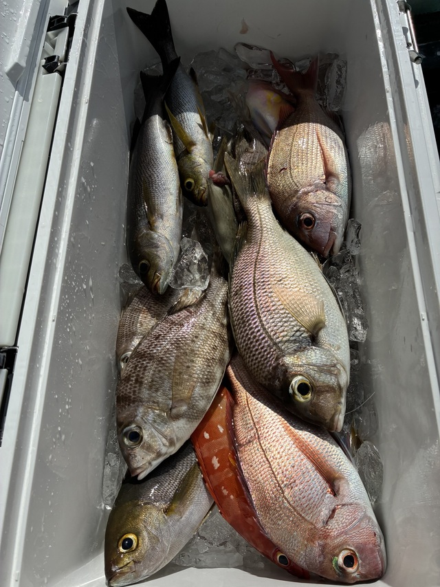 マダイ・メイチダイ