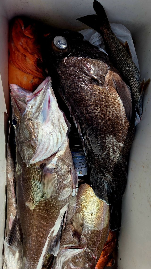 アラ・カンコ(ウッカリカサゴ)