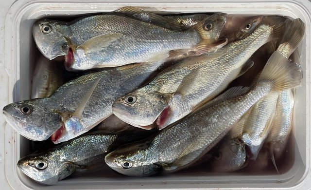 イシモチ(シログチ)