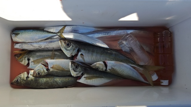 アジ(マアジ)・タチウオ