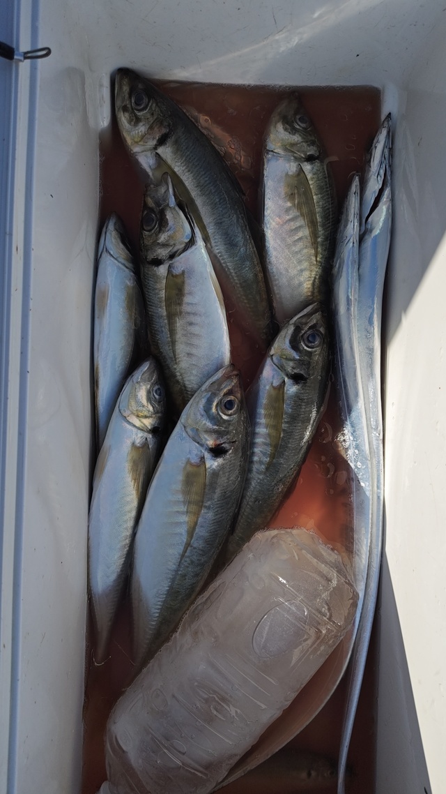 アジ(マアジ)・タチウオ