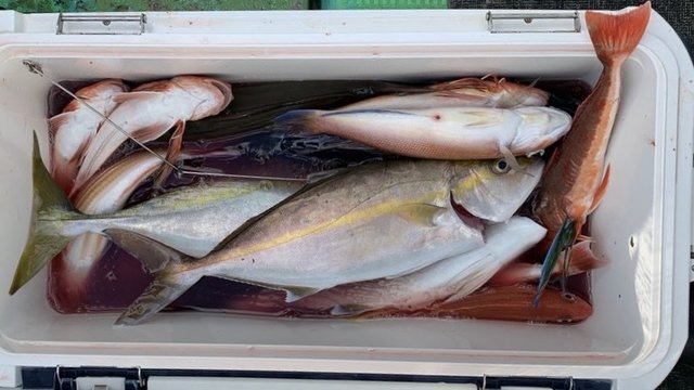 カンパチ・アマダイ(アカアマダイ)