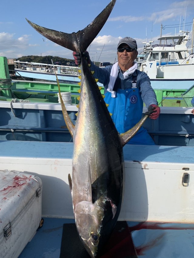 キハダマグロ(キハダ)