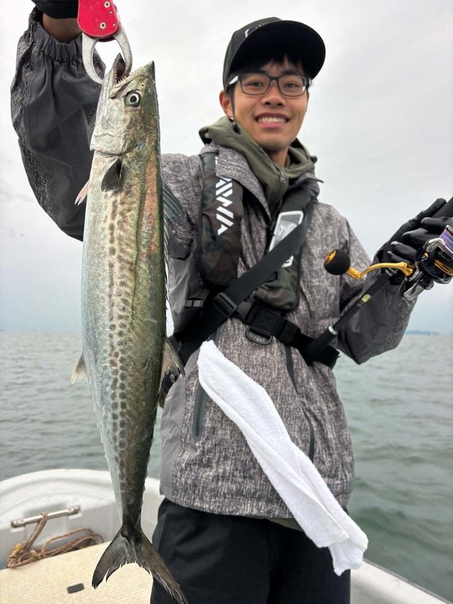 サゴシ(サワラ)