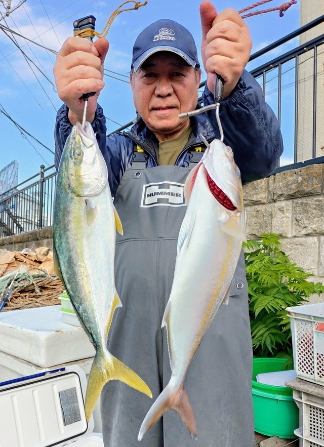 イナダ(ブリ)・カンパチ