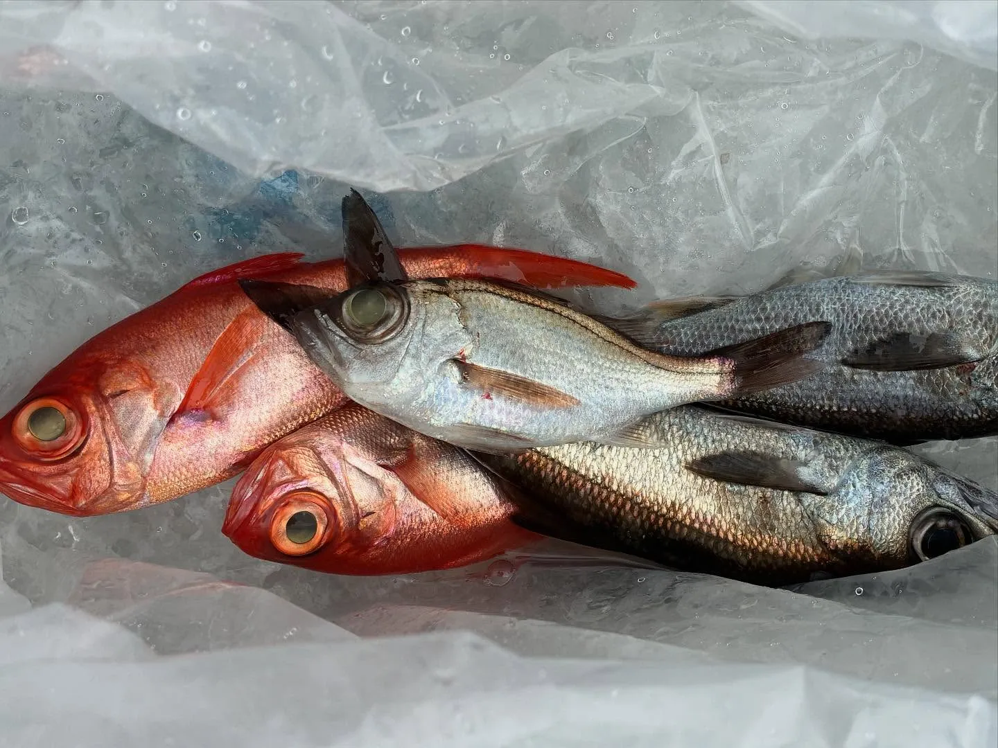 クロムツ・キンメ(キンメダイ)・シロムツ(オオメハタ)