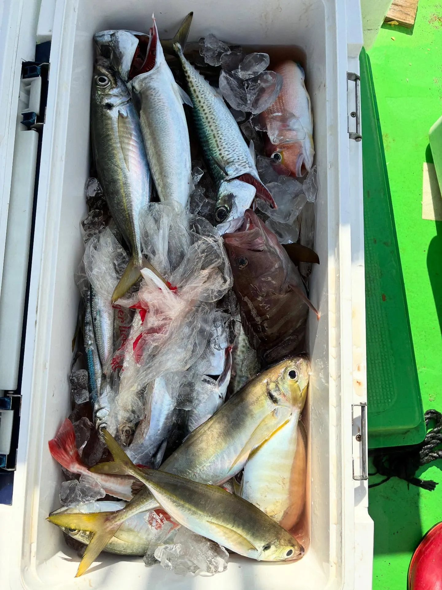 アマダイ(アカアマダイ)・サバ(マサバ)・ハタ(マハタ)