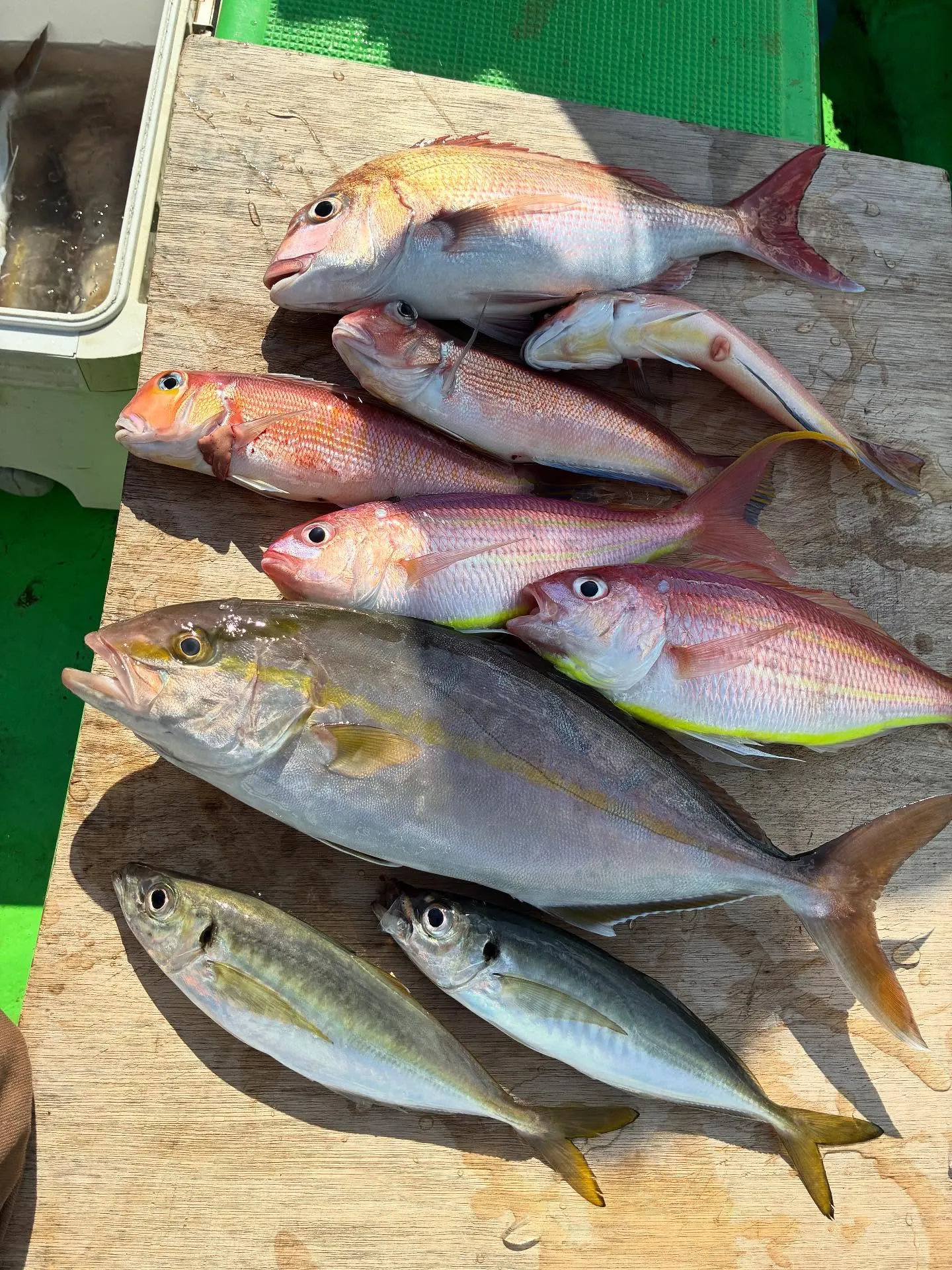 マダイ・カンパチ・アマダイ(アカアマダイ)・イトヨリ(イトヨリダイ)