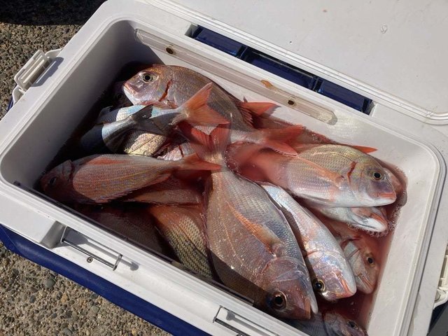 マダイ・ハナダイ(チダイ)・イサキ