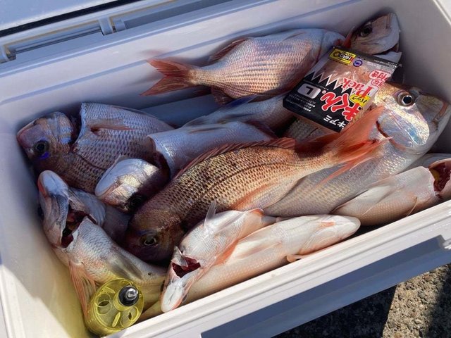 マダイ・ハナダイ(チダイ)