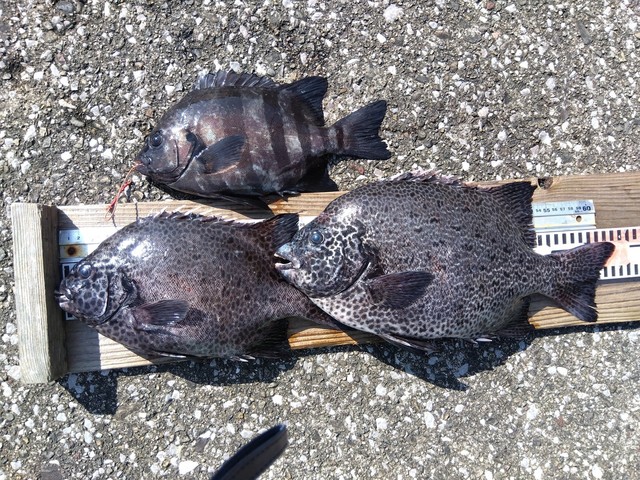 イシダイ・イシガキダイ