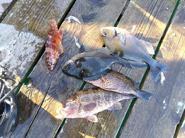 オナガグレ(クロメジナ)・オオモンハタ