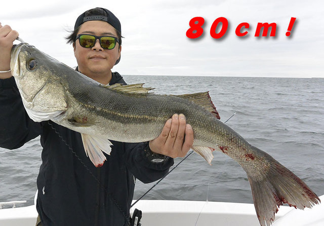 シーバス(スズキ)