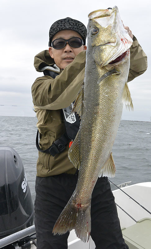 シーバス(スズキ)