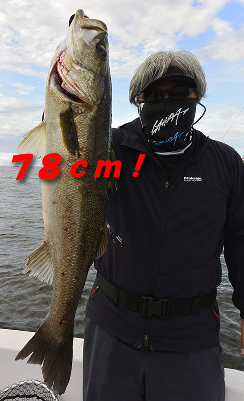 シーバス(スズキ)