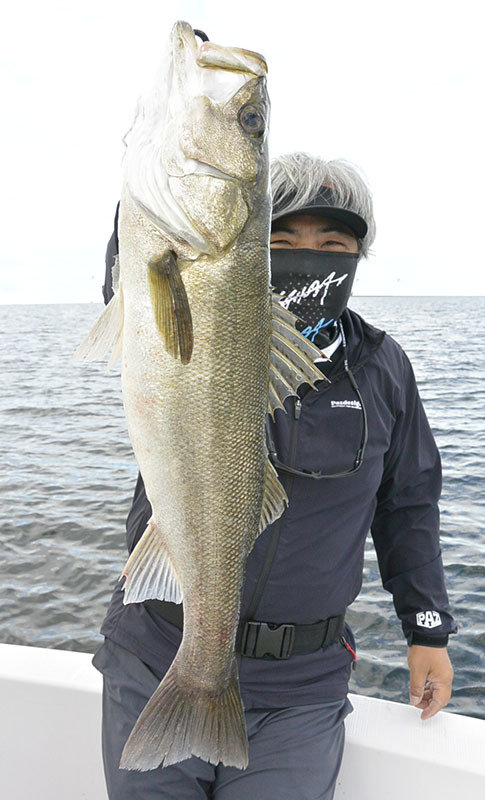 シーバス(スズキ)