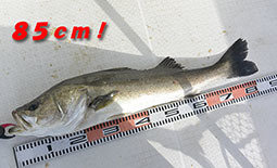 シーバス(スズキ)