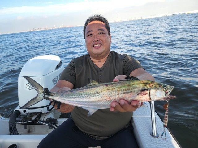 サゴシ(サワラ)