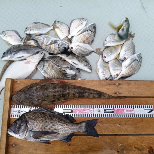 チヌ(クロダイ)