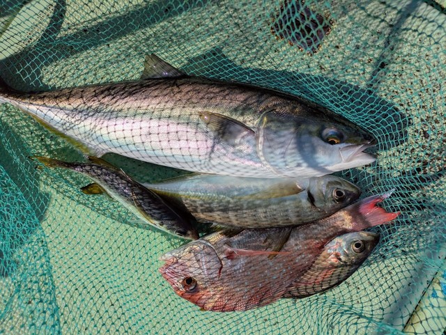 タイ(マダイ)・アジ(マアジ)・メジロ(ブリ)・マサバ