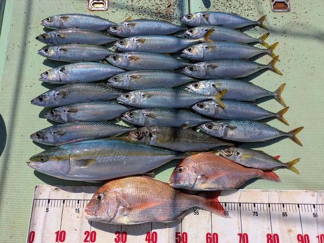 タイ(マダイ)・アジ(マアジ)・メジロ(ブリ)・マサバ