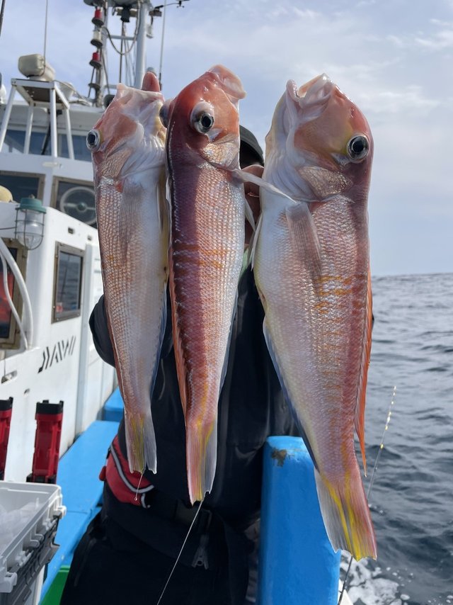 アマダイ(アカアマダイ)