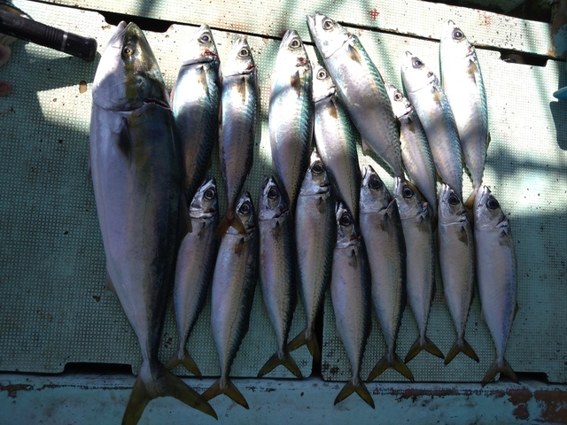 メジロ(ブリ)・サバ(マサバ)