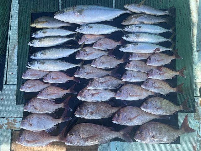 マダイ・メジロ(ブリ)・イサキ・マサバ