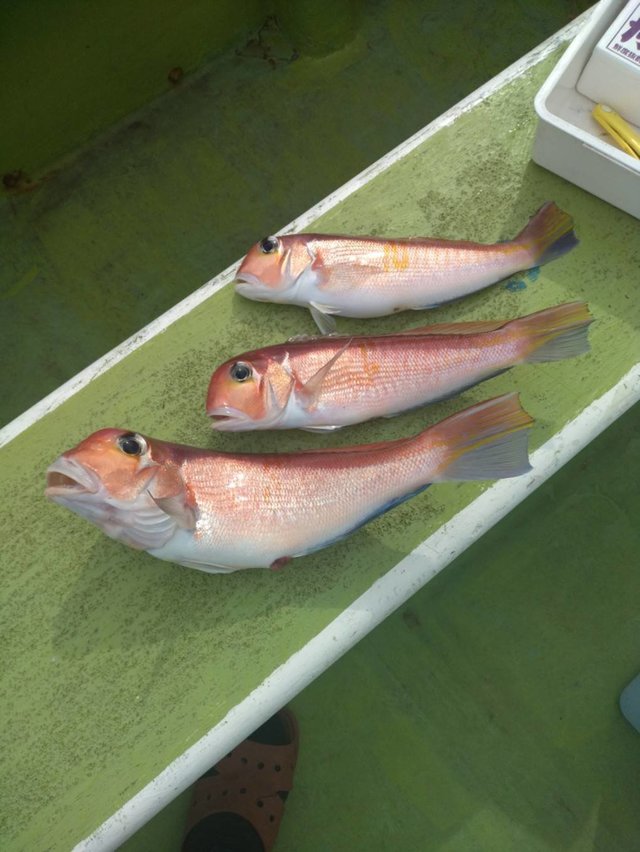 アマダイ(アカアマダイ)